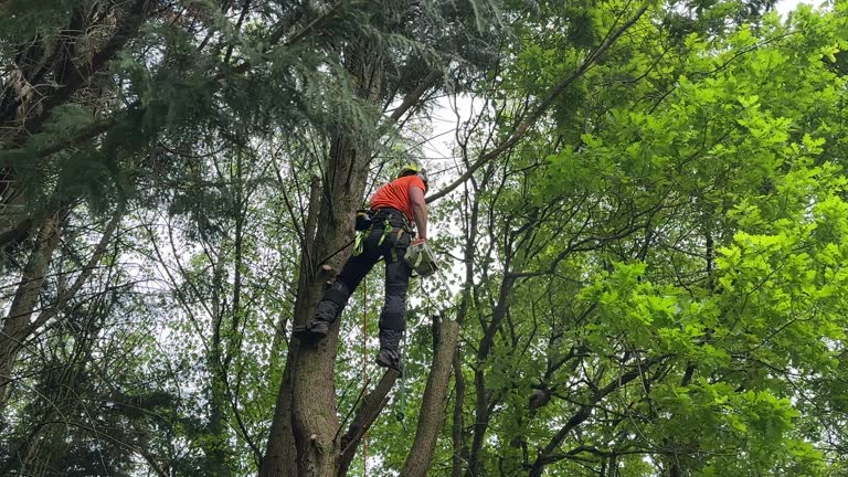 Best Tree Maintenance Programs  in Trenton, MI